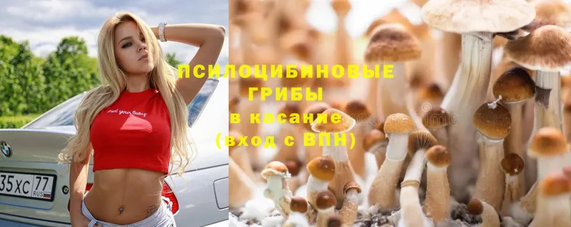 купить   Великий Новгород  Псилоцибиновые грибы Magic Shrooms 